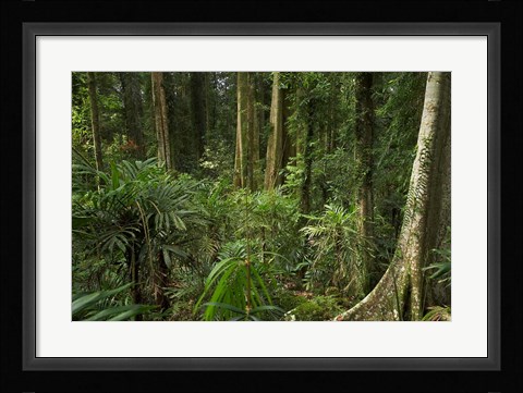 Framed Australia, NSW, Rainforest Trees, Wonga Walk, Dorrigo NP Print