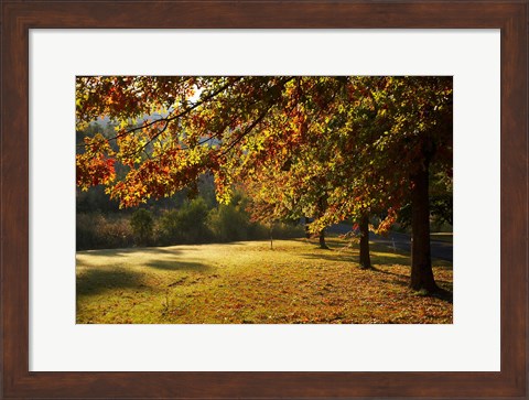 Framed Autumn Trees in Khancoban, Snowy Mountains, New South Wales, Australia Print