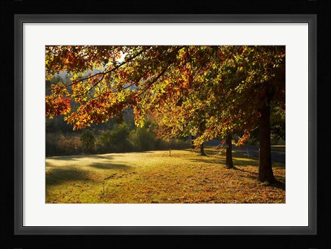 Framed Autumn Trees in Khancoban, Snowy Mountains, New South Wales, Australia Print