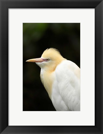 Framed Cattle Egret (Ardea ibis), North Queensland, Australia Print