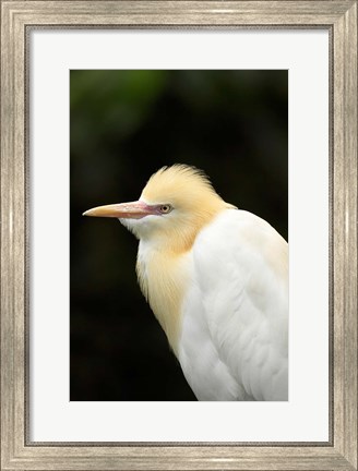 Framed Cattle Egret (Ardea ibis), North Queensland, Australia Print
