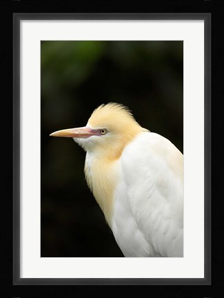 Framed Cattle Egret (Ardea ibis), North Queensland, Australia Print