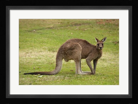 Framed Kangaroo, Trial Bay, New South Wales, Australia Print