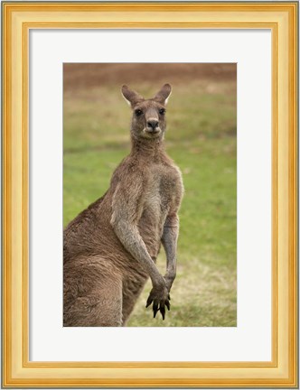 Framed Kangaroo, Trial Bay, New South Wales, Australia Print