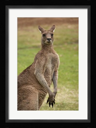 Framed Kangaroo, Trial Bay, New South Wales, Australia Print