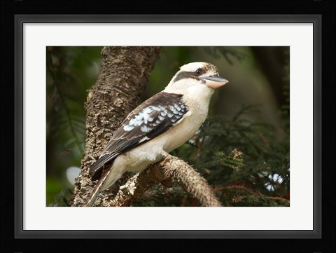 Framed Laughing Kookaburra, Sydney, New South Wales, Australia Print