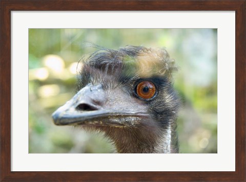 Framed Emu&#39;s face, Taronga Zoo, Sydney, NSW, Australia Print