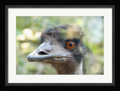Framed Emu's face, Taronga Zoo, Sydney, NSW, Australia Print
