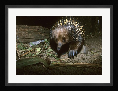 Framed Short Beaked Echidna, Monotreme, Australia Print