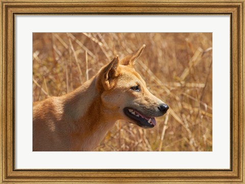 Framed Dingo wildlife, Kakadu NP, Northern Territory, Australia Print