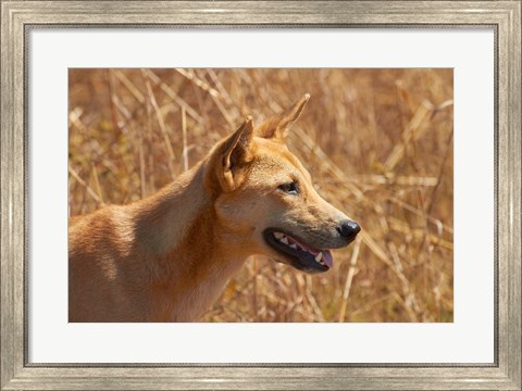 Framed Dingo wildlife, Kakadu NP, Northern Territory, Australia Print