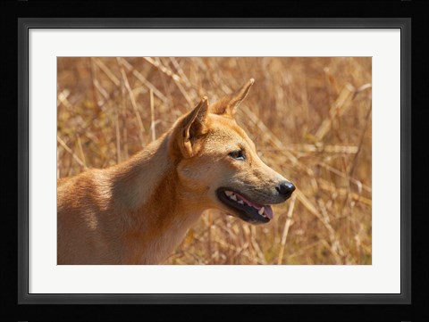 Framed Dingo wildlife, Kakadu NP, Northern Territory, Australia Print
