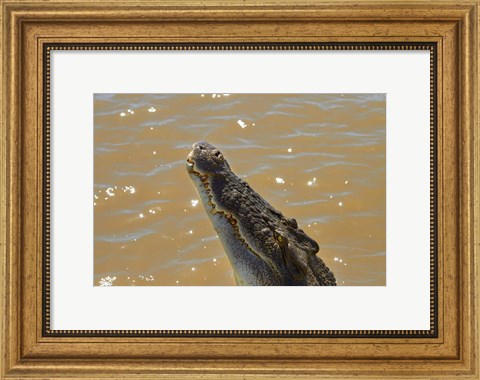 Framed Jumping Crocodile Cruise, Adelaide River, Australia Print