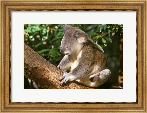 Framed Koala, Australia Print