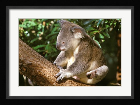 Framed Koala, Australia Print