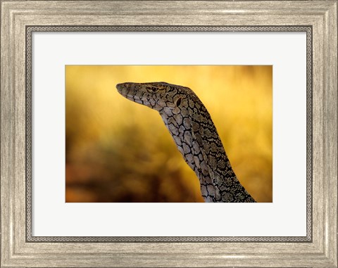 Framed Perentie, Uluru-Kata Tjuta National Park, Australia Print