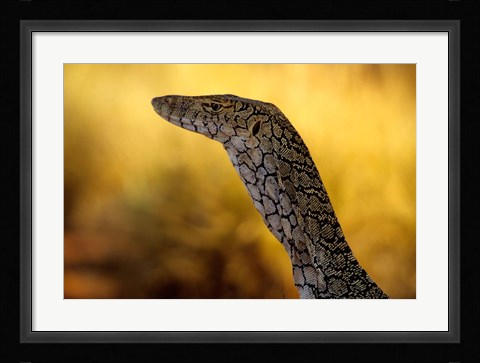 Framed Perentie, Uluru-Kata Tjuta National Park, Australia Print