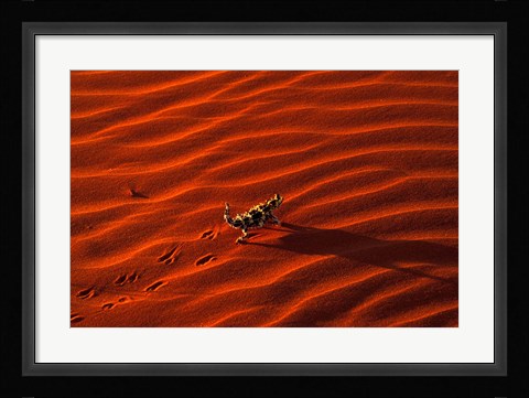 Framed Thorny Devil, Central Desert, Australia Print