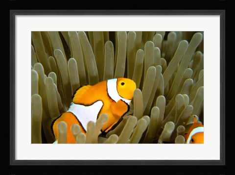 Framed Australia, Great Barrier Reef, Clown fish Print