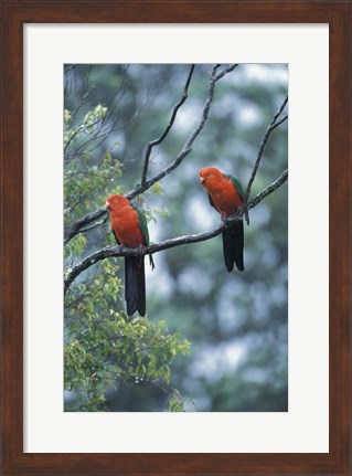 Framed Male Australian King Parrots, Queensland, Australia Print
