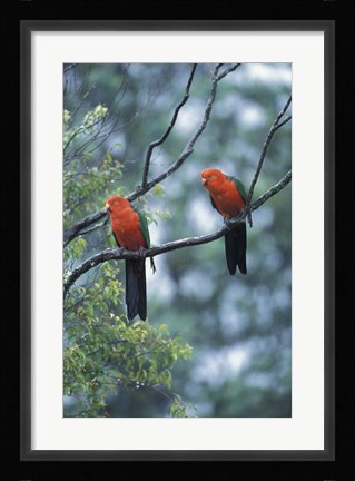 Framed Male Australian King Parrots, Queensland, Australia Print