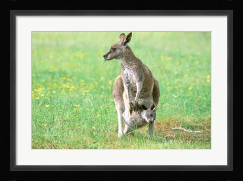 Framed Australia, Kangaroo Island, Western Gray Kangaroos Print