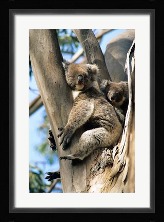 Framed Mother and Baby Koala on Blue Gum, Kangaroo Island, Australia Print