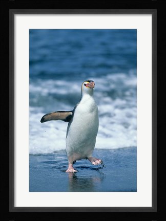 Framed Royal Penguin, Macquarie, Austalian sub-Antarctic Print