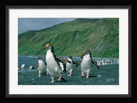 Framed Royal Penguin, Macquarie, Austalian sub-Antarctic Print