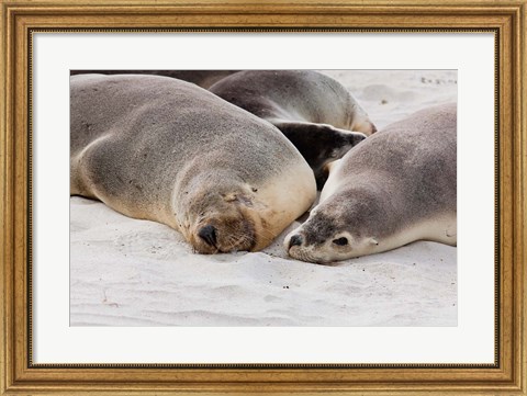 Framed Australian Sea Lion, Kangaroo Island, South Australia Print