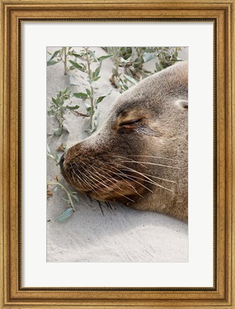 Framed Australian Sea Lion, Seal Bay Conservation Park,  South Australia Print