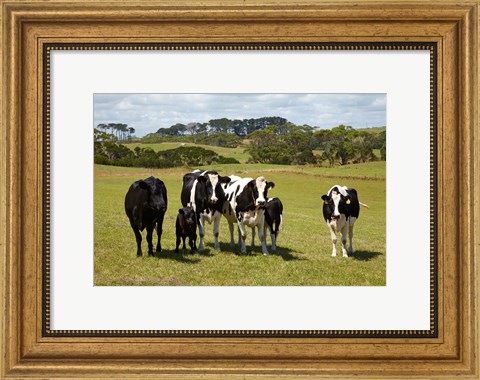 Framed Cows, Farmland, Marrawah, Tasmania, Australia Print