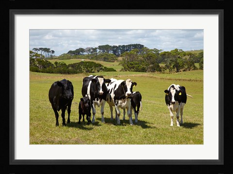 Framed Cows, Farmland, Marrawah, Tasmania, Australia Print