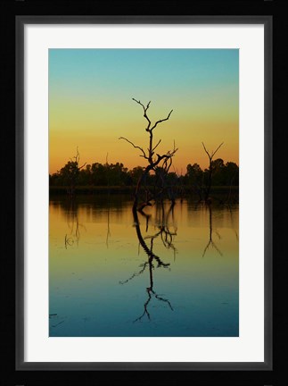 Framed Dead trees, Lily Creek Lagoon, Lake Kununurra, Australia Print