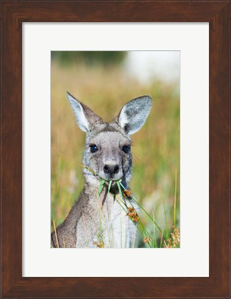 Framed Eastern grey kangaroo eating, Australia Print