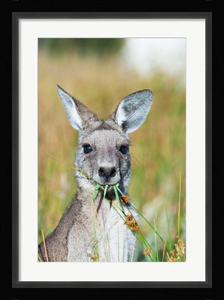 Framed Eastern grey kangaroo eating, Australia Print
