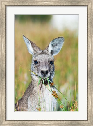Framed Eastern grey kangaroo eating, Australia Print