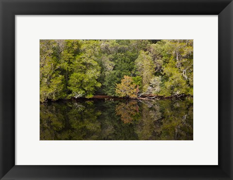 Framed Forest, Gordon Wild Rivers National Park, Australia Print