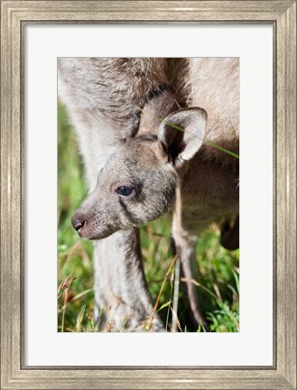 Framed Head of Eastern grey kangaroo, Australia Print