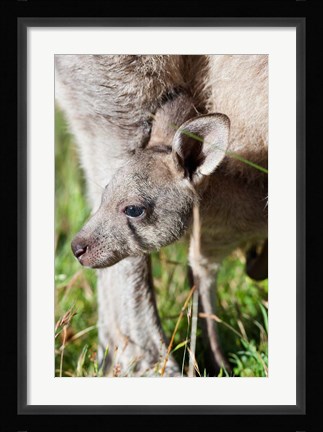 Framed Head of Eastern grey kangaroo, Australia Print