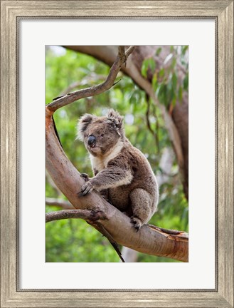 Framed Koala wildlife in tree, Australia Print