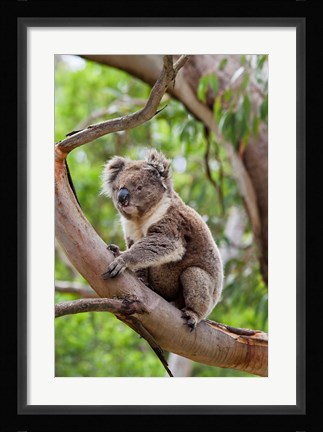 Framed Koala wildlife in tree, Australia Print