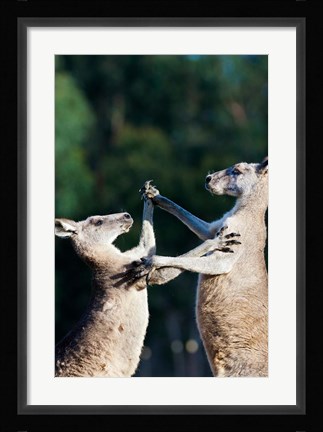 Framed Pair of Eastern grey kangaroo, Australia Print