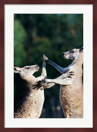 Framed Pair of Eastern grey kangaroo, Australia Print