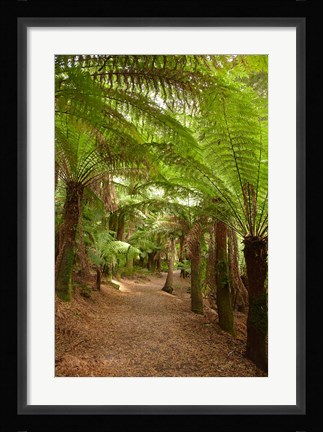 Framed Path to St Columba Falls State Reserve, Australia Print