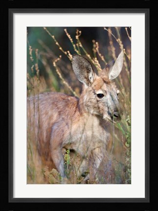 Framed Red kangaroo (Macropus rufus), Australia Print