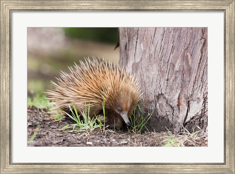 Framed Short-beaked Echidna wildlife, Australia Print