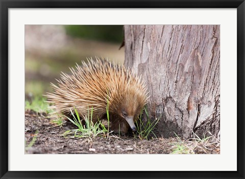 Framed Short-beaked Echidna wildlife, Australia Print