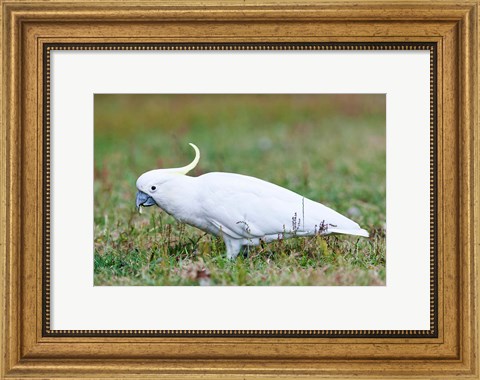 Framed Sulfur-crested Cockatoo bird, Australia Print