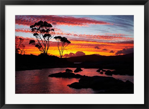 Framed Sunset, Gum Tree, Binalong Bay, Bay of Fires, Australia Print